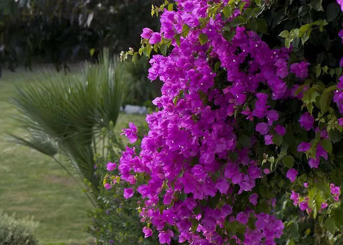 Ammos Naxos Exclusive &