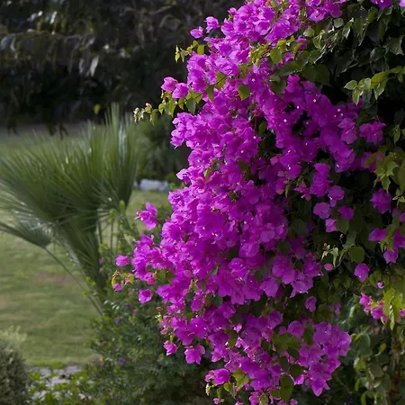 Ammos Naxos Exclusive &